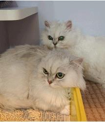 Tai Tai & Teacake