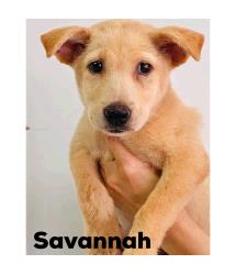 Savannah 