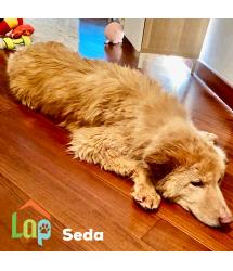 Seda