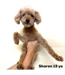 Sharon