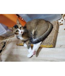 Tom Kitten