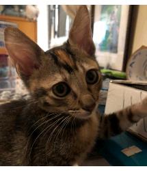 Skipper