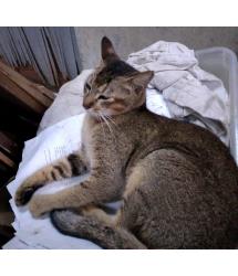 Talulah