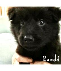 Ronald