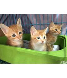 Sorrel, Silene & Senna