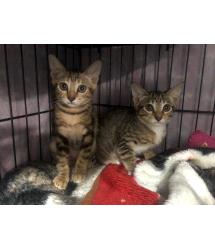 Tawny & Tigereyes