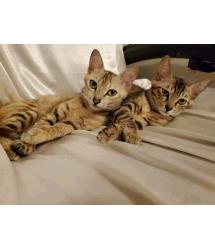 Tabbytoes & Tallwhiskers