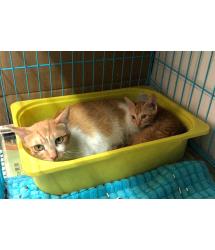 Petey & Silene