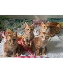 Sundae, Sweetie, Strawberry & Shortcake