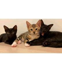 Tulip, Tansy & Tomato