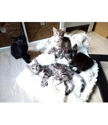 TessaBell, TibbyBell, TitoBell & TrixieBell