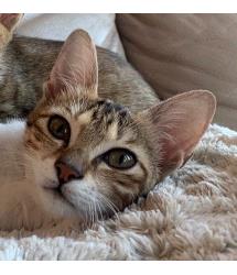 Toby