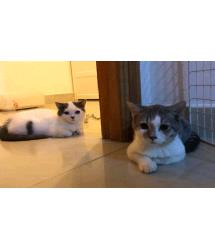 Whoopie & Whitefoot