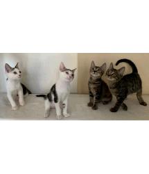 Verdi, Vivaldi, Venita & Voltaire