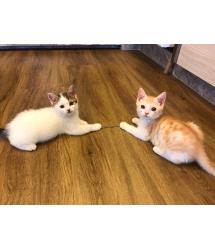 Alexei & Amaretto