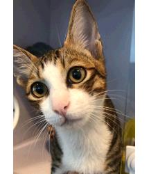 Benji