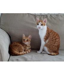 Copper & Cash