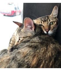 Zippity & Zazou