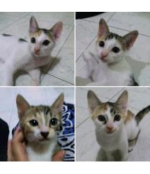 Camilla, Celie (top) & Cora, Cecy (bottom)