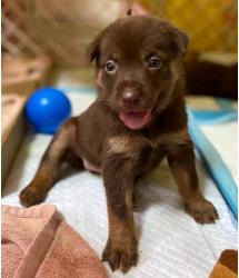 Coco
