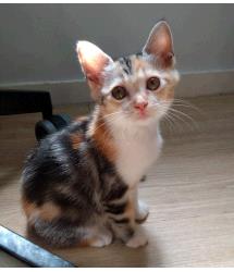 Amara