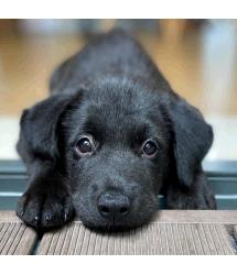 Charley