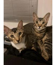 Zibou & ZimZam