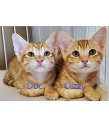 Doc & Dizzy