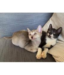 Caesar & Cassius
