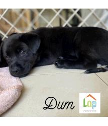 Dum