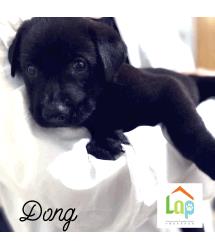Dong