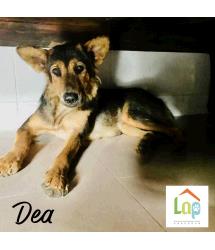 Dea