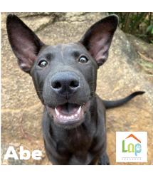 Abe