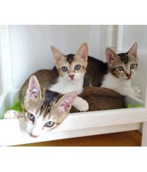 Catwalk, Catnap & Catapult