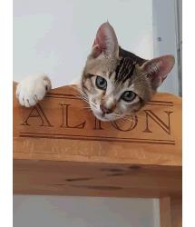 Catapult