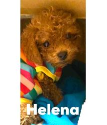 Helena