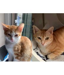 Gingersnap & Berry