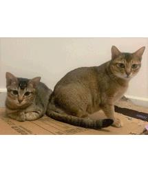 Cliona & Chiclet