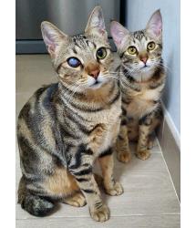 Vedette & Cosima