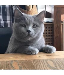 Juno