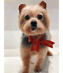 Kipper