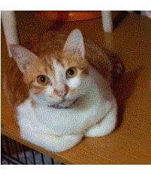 Miso