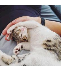 Littlepuff