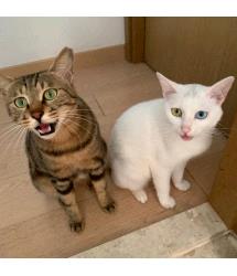 Jaffa & Jaina