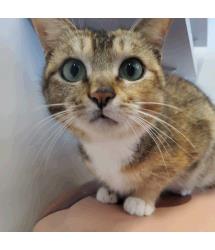 Mitzi