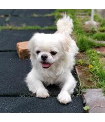 Mylo