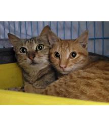 Mr Meowy & Moussaka