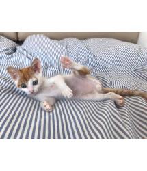 Marmalade