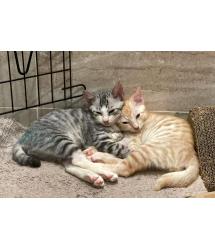 Meeko & Moggy