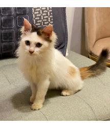 Praline